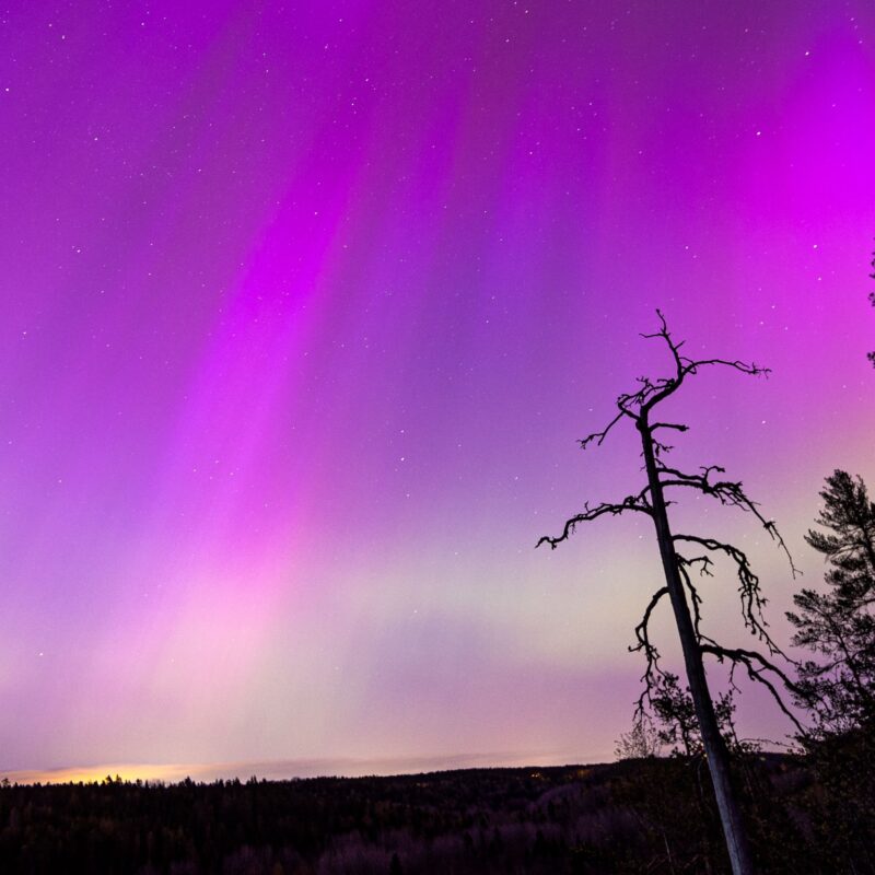 Voimakas revontulinäytös violetilla taivaalla suomalaisen metsämaiseman yllä